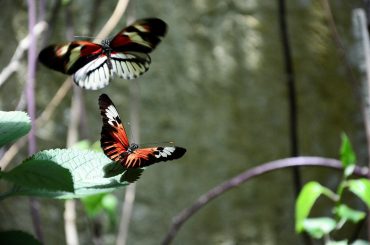 2 butterflies flying together spiritual meaning
