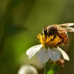 Spiritual Meaning of a Bumblebee