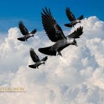 4 Crows Spiritual Meaning