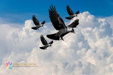 4 Crows Spiritual Meaning
