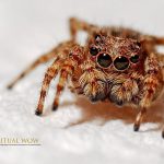 Spiders Spiritual Meaning