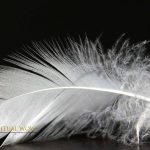 White Feather Spiritual Meaning
