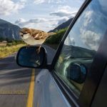 bird landing on car mirror meaning spiritual