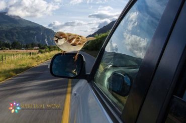 bird landing on car mirror meaning spiritual