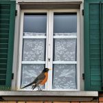 Bird Sitting on Windowsill Spiritual Meaning