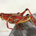 Grasshopper spiritual meaning