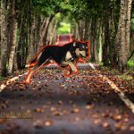 spiritual meaning of a dog crossing your path