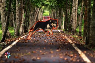 spiritual meaning of a dog crossing your path