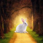 The Spiritual Meaning of Rabbit Crossing Your Path