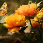 Spiritual meaning of yellow butterfly