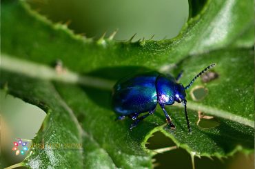 Spiritual Meaning of Beetles