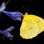yellow butterfly spiritual meaning