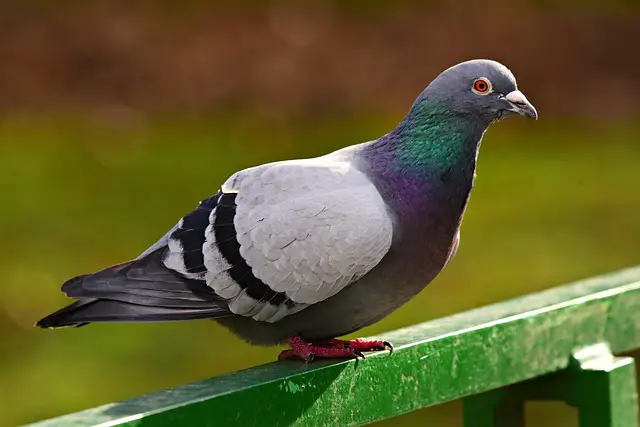 pigeon sitting on windowsill spiritual meaning