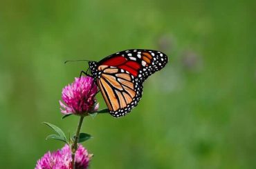 spiritual meaning of a monarch butterfly