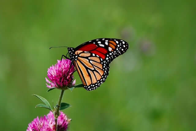 spiritual meaning of a monarch butterfly