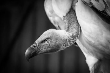 spiritual meaning of vultures