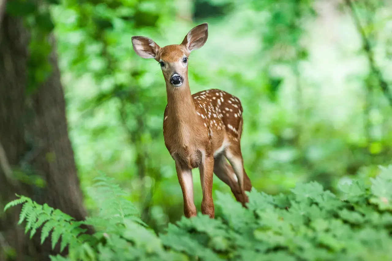 Exploring the spiritual significance behind an encounter with a deer crossing your path