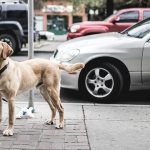 dog hit by car spiritual meaning